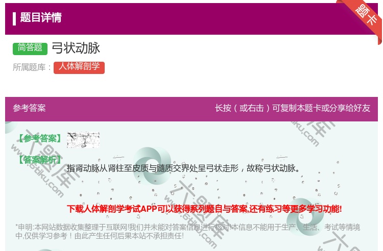 答案:弓状动脉...